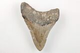 Fossil Megalodon Tooth - North Carolina #200706-1